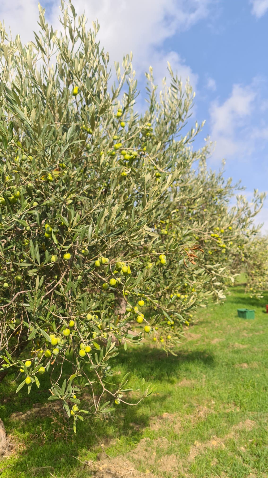 Olivenbaum zur Erntezeit mit Erntekisten im Hintergrund