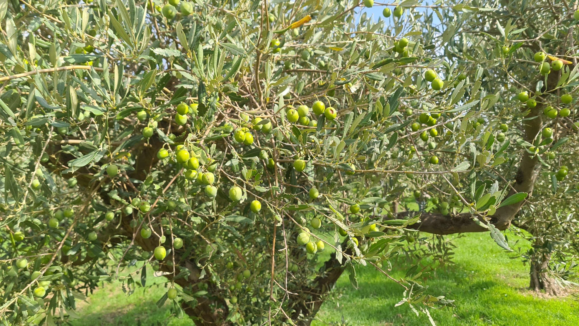 Alter Olivenbaum voller grüner Oliven in Westsizilien