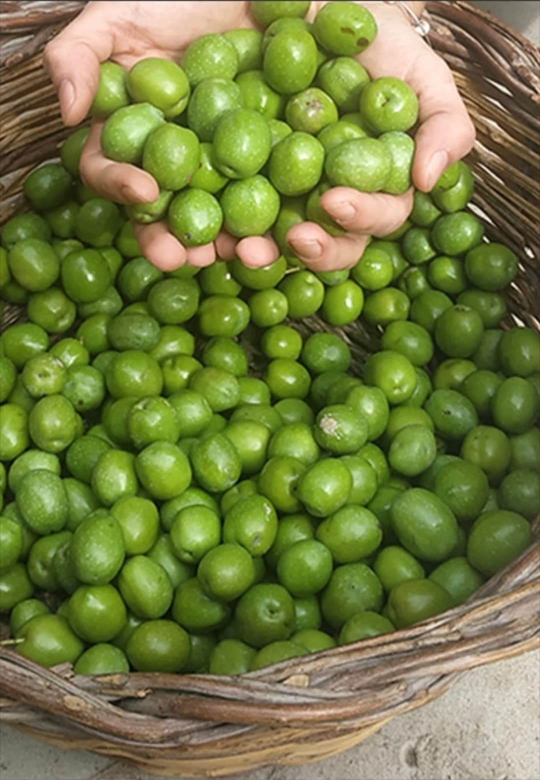Hände halten frisch geerntete grüne Nocellara-del-Belice-Oliven