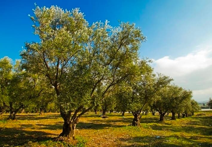 Sizilianischer Olivenhain mit blühenden Wildblumen — die Heimat von Olio Nobile
